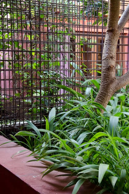 Cerco enrejado de hierro acompañado de vegetación y futura trepación.