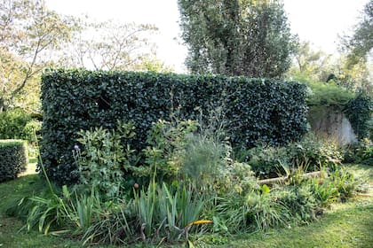 Cercos vivos, una opción amigable con el medio ambiente para tapar vistas y obtener privacidad.