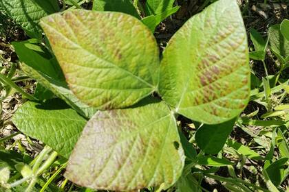 Cercóspora se ubica en el estrato medio-superior