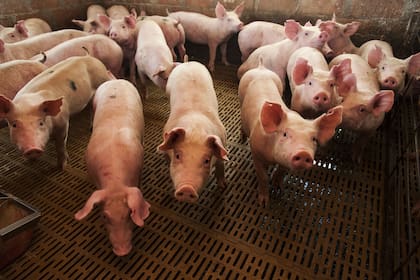 La carne de cerdo despegó en ventas al exterior. Cerrará 2020 con 42.000 a 43.000 toneladas exportadas