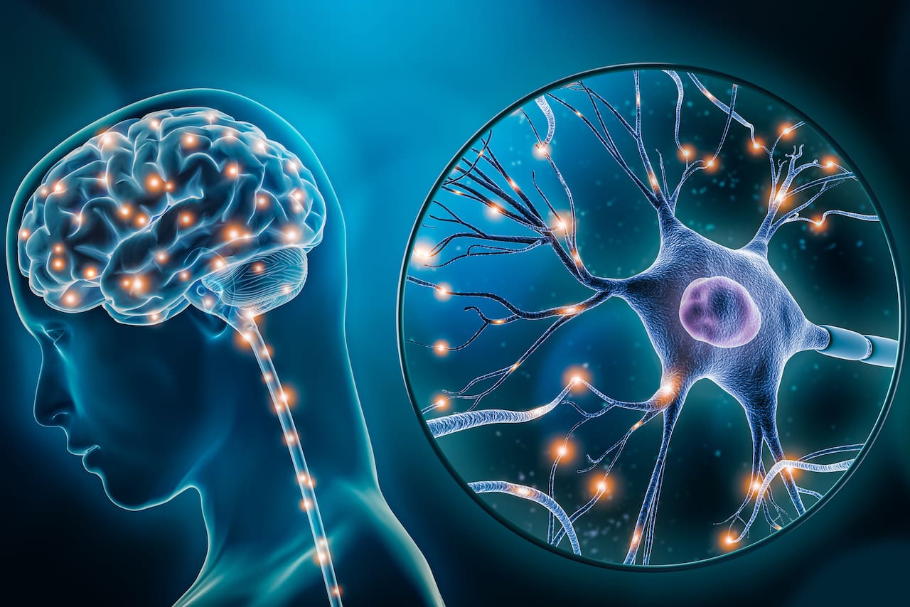 Consejos para revitalizar las neuronas y establecer nuevas conexiones entre ellas - LA NACION