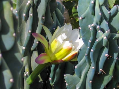 Cereus peruvianus monstruosus requiere apenas un riego moderado en primavera y verano, dejando que el sustrato se seque entre riegos