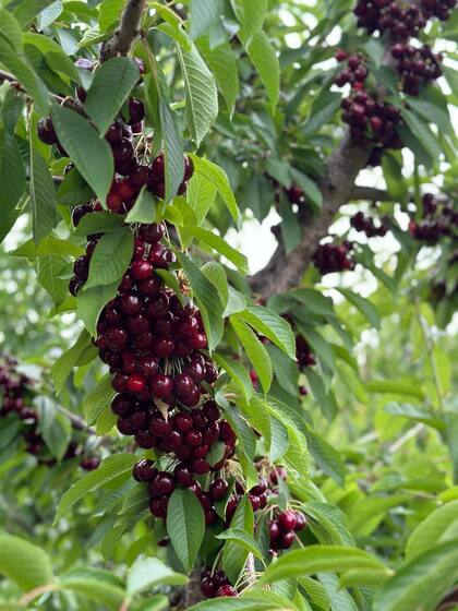 Cerezas listas para la cosecha