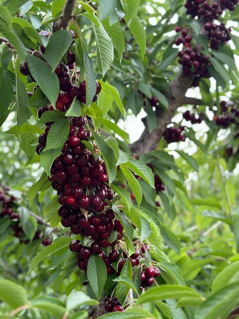 La cereza de Los Antiguos logra la Denominación de Origen y refuerza su prestigio
