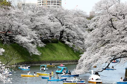 Cerezos en flor en el Foso de Chidorigafuchi; Japón