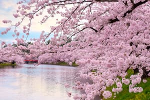 Cerezos en flor en el Parque Hirosaki, en Japón.