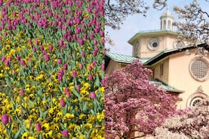 Cuándo y dónde ver las mejores flores de primavera en todo EE.UU.