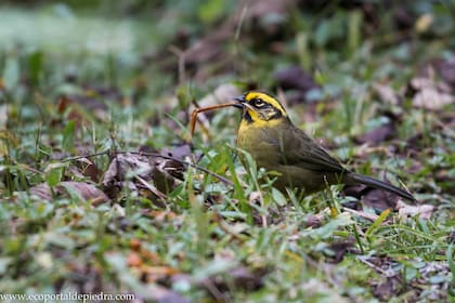 Cerquero Amarillo (Atlapetes citrinellus)