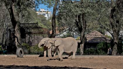 Los elefantes aún están en el predio