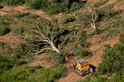 Chaco es la provincia más afectada por los desmontes