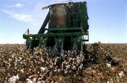 Chaco perdió el primer lugar como provincia productora del cultivo