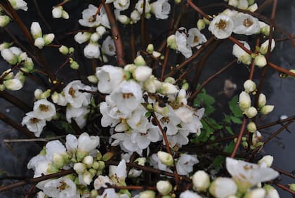 Chaenomeles speciosa, membrillo de jardín o de flor