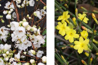 Chaenomeles speciosa y Jasminum nudiflorum, dos especies de floración abundante