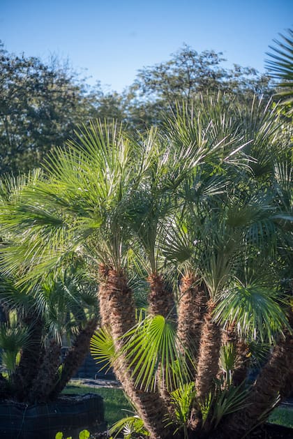 Chamaerops humilis, una de las especies atacadas por la plaga de las palmeras