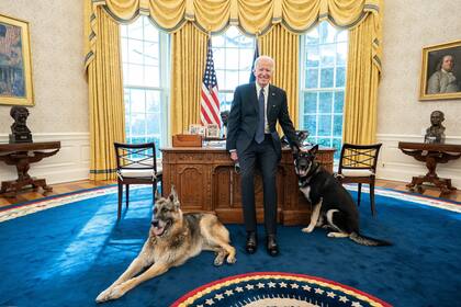Champ y Major, dos pastores alemanes, fueron las mascotas anteriores de Joe Biden