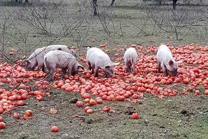 Cerdos comiendo tomates