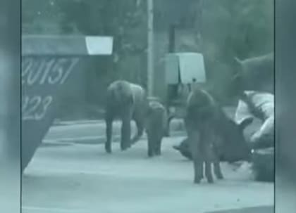 Chanchos hurgando residuos en Nordelta