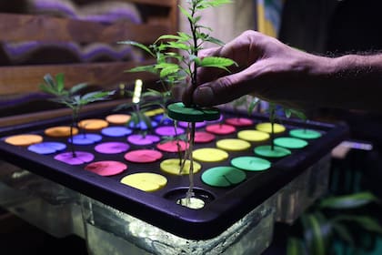 Charlas, talleres y workshops sobre el uso de cannabis medicinal en una exposición en La Rural