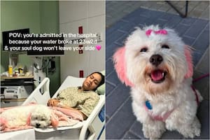 Charli, el perro que acompañó a su dueña tras perder un embarazo