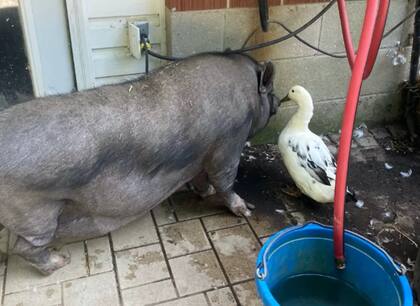 Charlie -el nombre del pato- y una amistad insólita con un chancho de un refugio