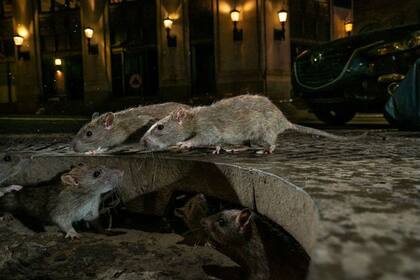 Charlie Hamilton James captó esta imagen como parte de un proyecto sobre ratas del mundo comisionado por National Geographic