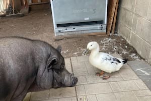 Charlie y Pebbles en acción: la historia del pato y el chancho que se hizo viral