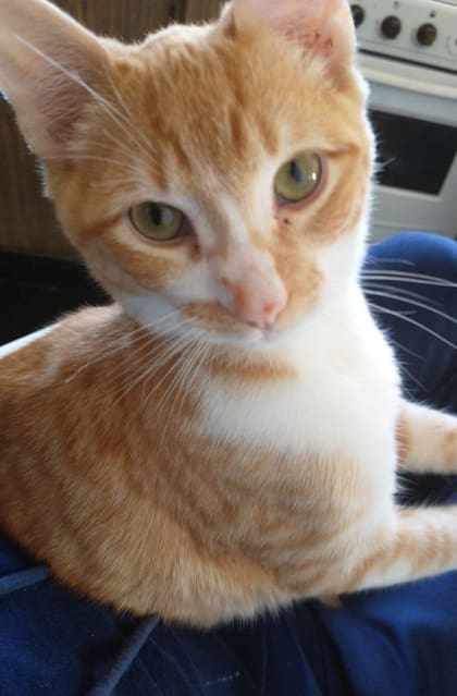 Charly, el gatito asesinado por Ortega frente a un niño