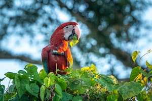 Charrúa nació en 2023 juntos a sus dos hermanos Pampa y Toba