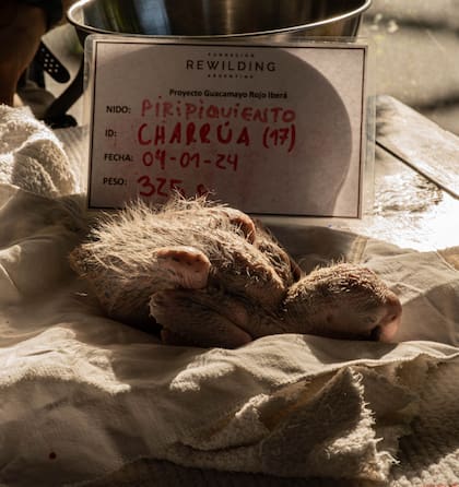 Charrúa, recién nacido en el nido Piripiquiento, durante una de sus primeras revisiones en el marco del Proyecto Guacamayo Rojo Iberá