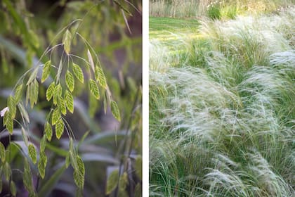 Chasmanthium y Stipa tenuissima