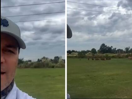 Chayanne sorprendido con los carpinchos en Argentina