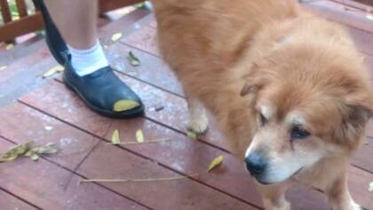 Che ya recuperado, en la casa de la amiga de su dueña