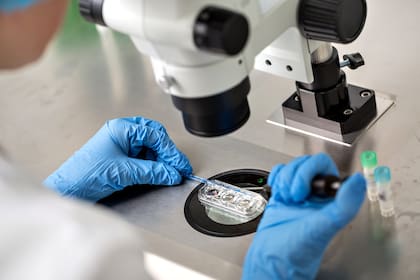 Chequeo del proceso de fecundación in vitro mediante un microscopio