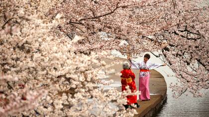 Cherry blossoms en Washington