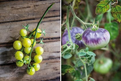 Cherry grosella, dulce y productivo (izquierda). Tomate Negro de Crimea. Esta variedad pasa por este color oscuro para luego virar al rojo al madurar (derecha).