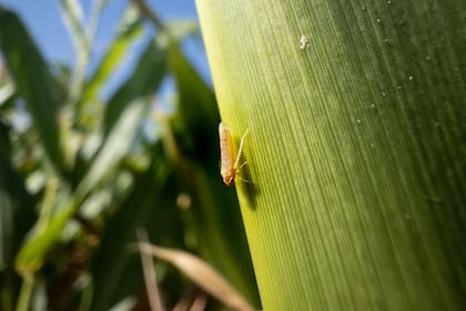 La Chicharrita (Dalbulus maidis) amenaza las plantaciones de maíz