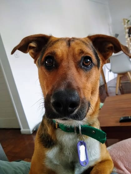 Chicho está castrado y vacunado. Tiene un año y 3 meses y es muy cariñoso.