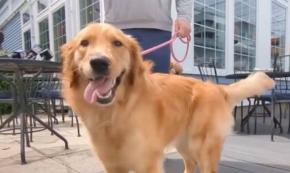 Chickie, la traviesa perrita que complicó el casamiento de sus dueños