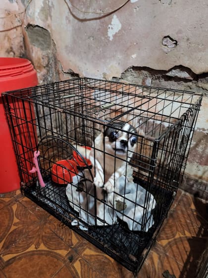 Chihuahua enjaulado en Villa Crespo