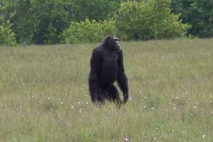 Chimpancé macho adulto en el Parque Nacional Loango en Gabón