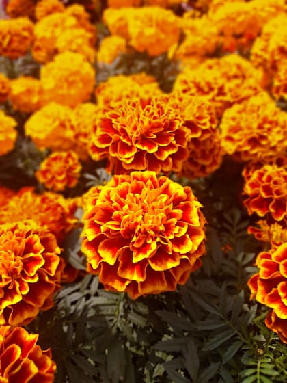 China es el máximo productor mundial de la flor cempasúchil