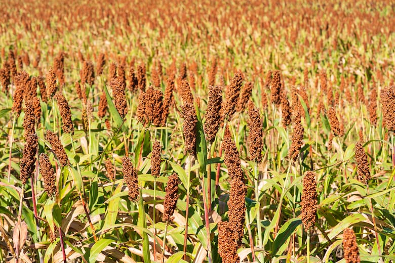 Argentina se posiciona como proveedor clave de sorgo ante la guerra comercial entre EE.UU. y China