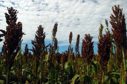 A partir de la campaña 2013/14, China entró masivamente al mercado global para cubrir su creciente necesidad de insumos forrajeros. Desde ese ciclo hasta el 2023/24, se estima que los chinos importaron en promedio “cada campaña ocho veces más que México y Japón juntos, los siguientes dos principales importadores”
