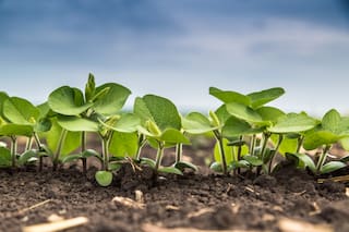 China prevé menores importaciones de soja en 2026/27 por baja demanda de harina de soja del sector porcino