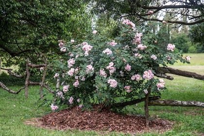 Chips de corteza al pie del rosal protege al suelo de la pérdida de humedad.