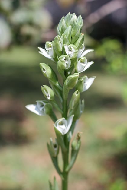Chloraea membranacea es una orquídea silvestre con flores impactantes