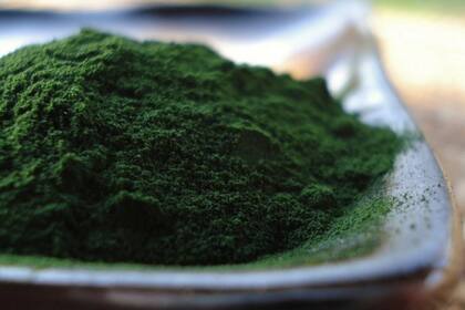Chlorella