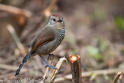 Choca Corona Rojiza (Thamnophilus ruficapillus)