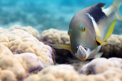 Choerodon anchorago (vieja de colmillos) sostiene una almeja con sus fauces formidables en la Gran Barrera de Coral, Australia. Son uno de los pocos peces de los arrecifes de coral que utilizan afloramientos de coral como herramienta