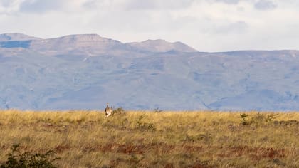 Choiques a la vista: algunos animales se dejan ver en la estepa patagónica.